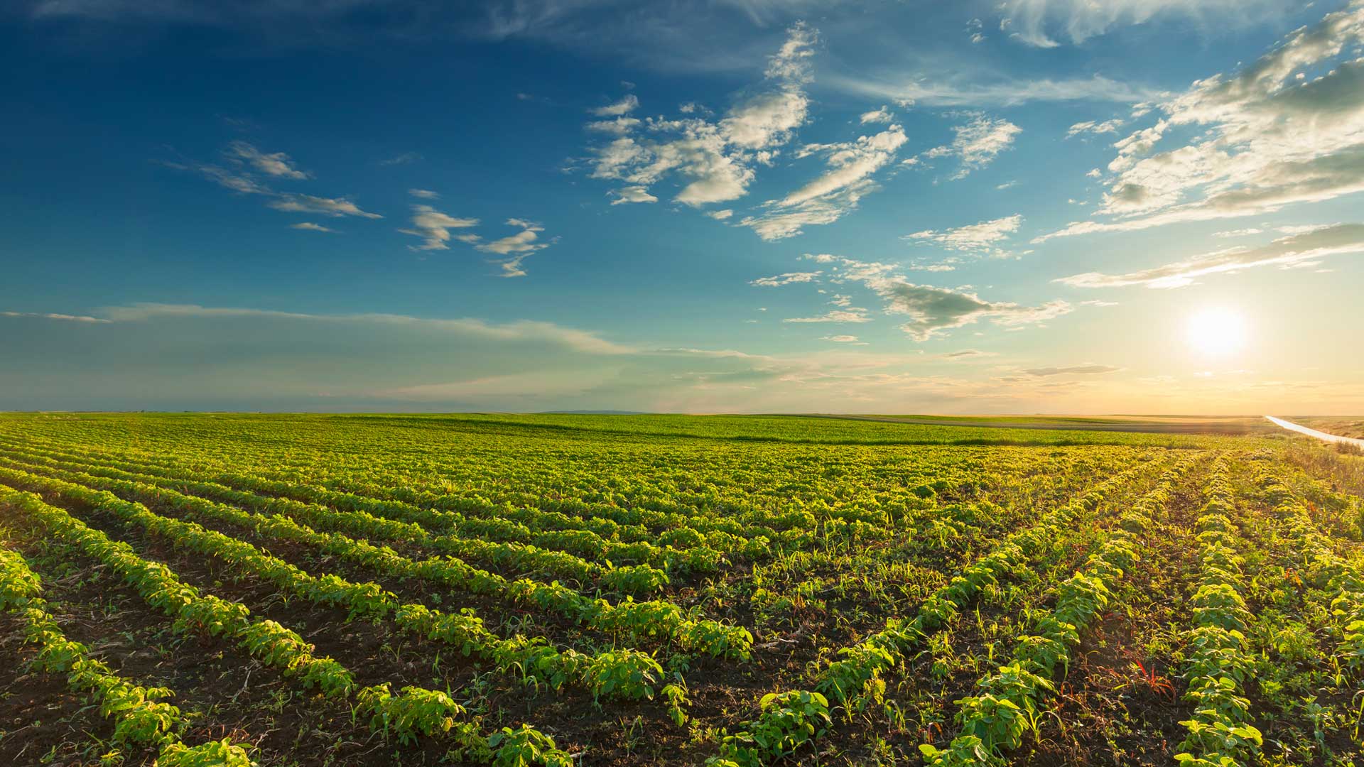 از بذر تا بازار جهانی، همراه شما هستیم